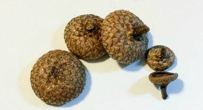 How to Make Needle Felted Acorns | www.petalstopicots.com 